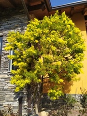 pianta di mimosa