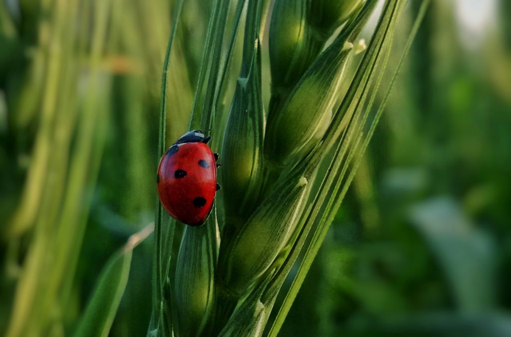 immagine di una coccinella su stelo di erba